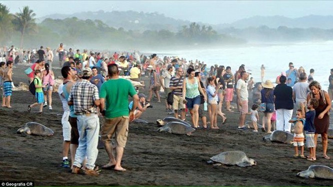 Kỳ thú hàng trăm ngàn con rùa biển lớn ùa vào bờ ảnh 4