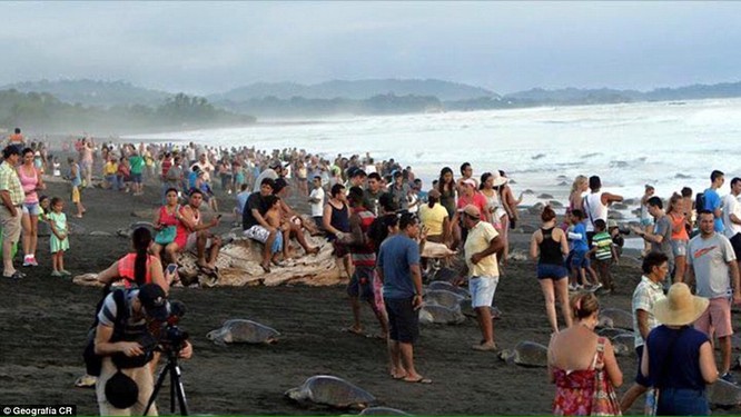 Kỳ thú hàng trăm ngàn con rùa biển lớn ùa vào bờ ảnh 8