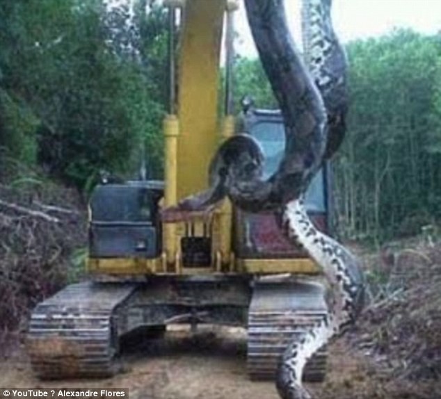 Phải dùng máy xúc mới nâng nổi quái vật rùng già Nam Mỹ