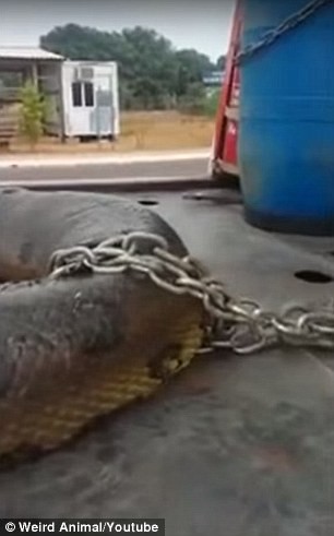 Đường kính thân con quái vật lên tới cả mét