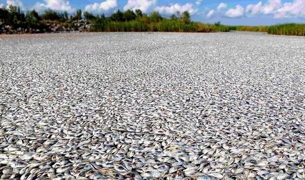 Chùm ảnh thảm họa môi trường khủng khiếp ở Trung Quốc ảnh 48