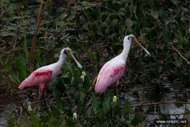 Kỳ thú khu tự nhiên hoang dã Pantanal - Brazil ảnh 3