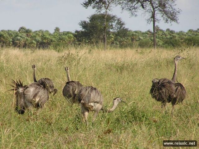 Kỳ thú khu tự nhiên hoang dã Pantanal - Brazil ảnh 4