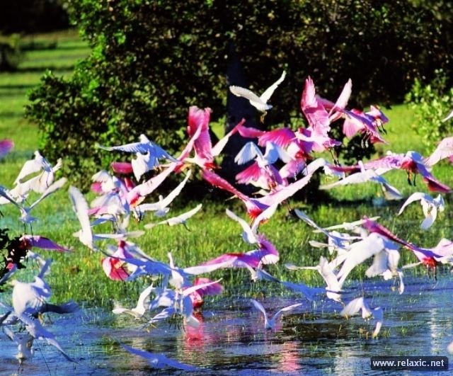 Kỳ thú khu tự nhiên hoang dã Pantanal - Brazil ảnh 17