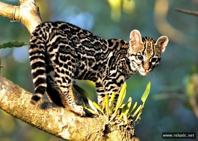 Kỳ thú khu tự nhiên hoang dã Pantanal - Brazil ảnh 18