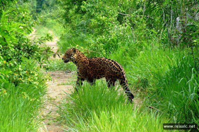 Kỳ thú khu tự nhiên hoang dã Pantanal - Brazil ảnh 22