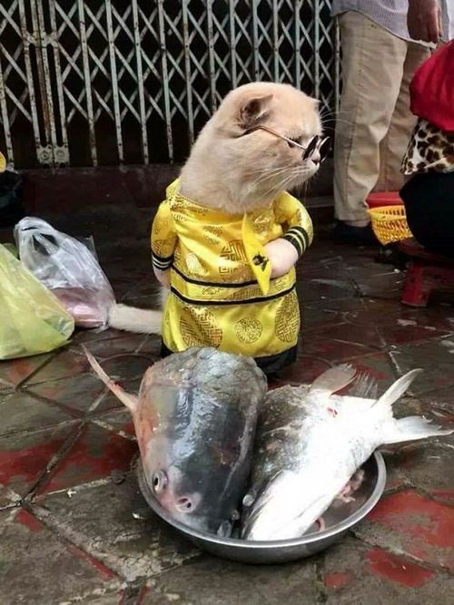 Chú mèo tên Chó ở Hải Phòng gây sốt trên Internet vì 'thần thái' quá dễ thương - Ảnh 14
