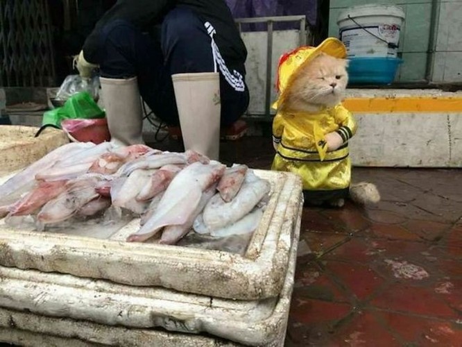 Chú mèo tên Chó ở Hải Phòng gây sốt trên Internet vì 'thần thái' quá dễ thương - Ảnh 4