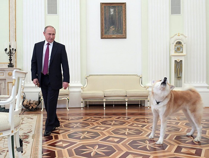 Ông Putin và chú chó được phía Nhật Bản tặng
