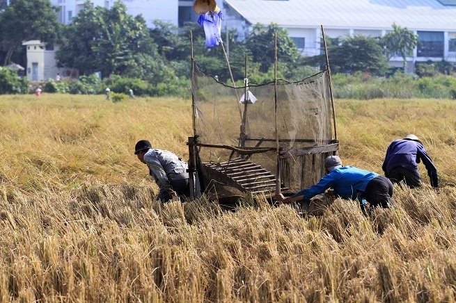 Lên Sài Gòn gặt lúa thuê kiếm tiền ăn tết ảnh 2