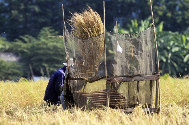 Lên Sài Gòn gặt lúa thuê kiếm tiền ăn tết ảnh 5