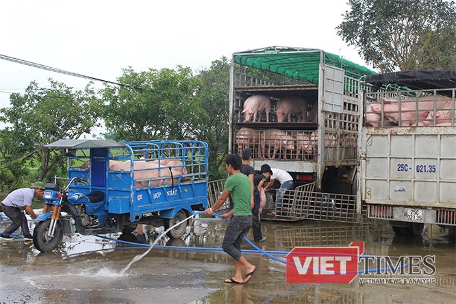 Những chú lợn đang được “tắm gội” trước khi