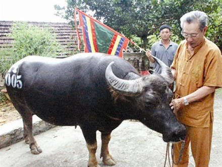 Phú