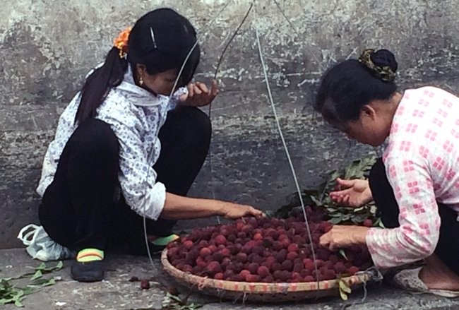 Tuy nhiên, ra khỏi cổng chợ, thanh mai Tàu được hô biến thành thanh mai Quảng Ninh, Lào Cai và bán với giá từ 100.000-150.000 đồng/kg.