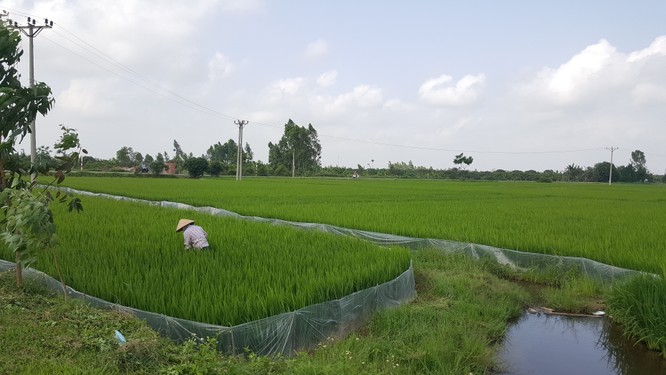 Hai thửa ruộng, một chỉ chưa đầy 1 sào, và một rộng 2 mẫu tại xã Cẩm Chế, huyện Thanh Hà, Hải Dương. Ảnh: Quốc Dũng