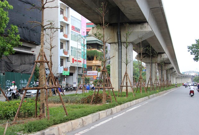 Hà Nội trồng cây dưới gầm đường sắt trên cao ảnh 1