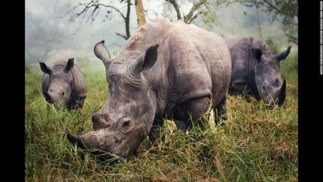 Độc đáo ảnh du lịch đoạt giải 2015 của National Geographic ảnh 4