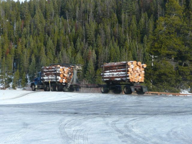 Forests Lumber Will Decrease