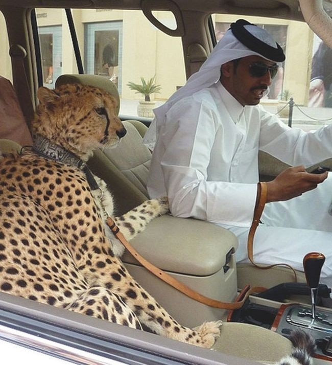 17 hình ảnh bá đạo chỉ có thể nhìn thấy ở Dubai ảnh 8