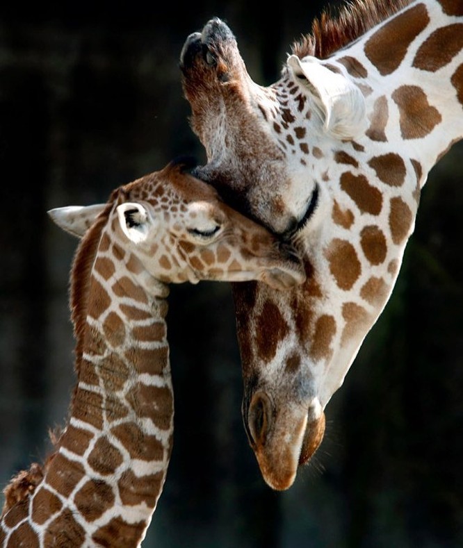 15 hình ảnh động vật chứng minh không có gì cao cả bằng tình yêu của người mẹ ảnh 14