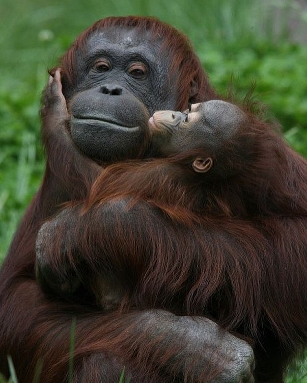 15 hình ảnh động vật chứng minh không có gì cao cả bằng tình yêu của người mẹ ảnh 3