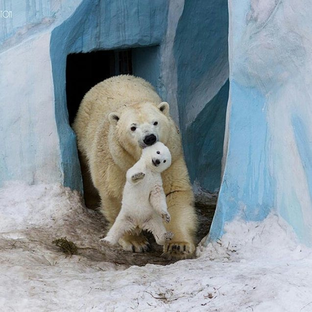 15 hình ảnh động vật chứng minh không có gì cao cả bằng tình yêu của người mẹ ảnh 5
