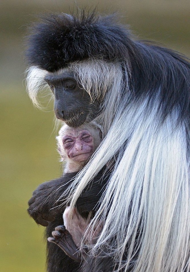 15 hình ảnh động vật chứng minh không có gì cao cả bằng tình yêu của người mẹ ảnh 9