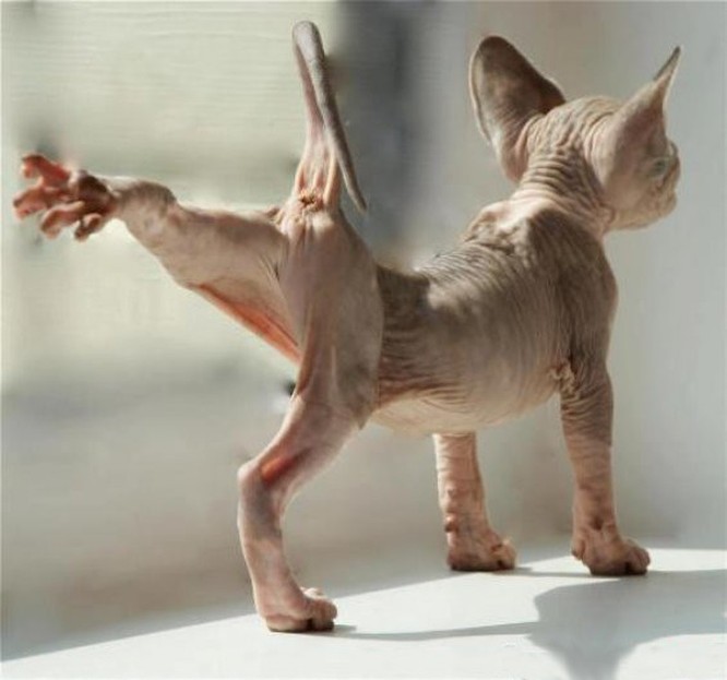 20 hình ảnh chứng minh mèo Sphynx không chỉ “mát mẻ” mà còn cực kỳ ngầu ảnh 4