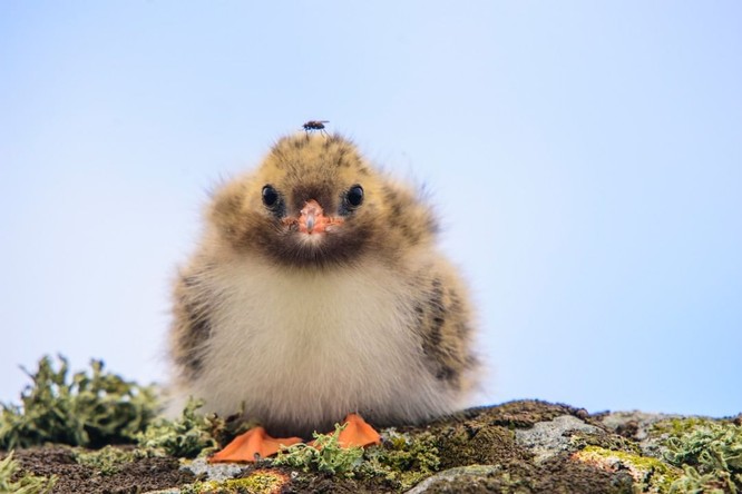 16 hình ảnh động vật nhỏ xinh giúp thổi bay một ngày âm u của bạn ảnh 11
