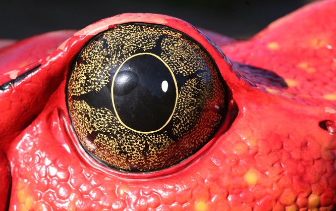 Káº¿t quáº£ hÃ¬nh áº£nh cho 15 Creatures Whose Eyes Are So Beautiful, Theyâre Hypnotizing