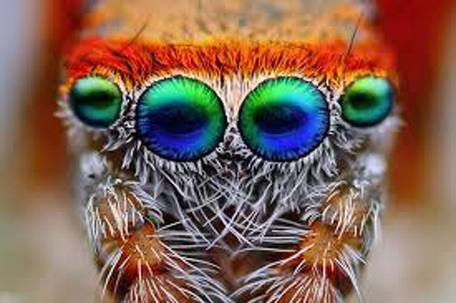 10 sinh vật sở hữu đôi mắt đẹp nhất hành tinh ảnh 6