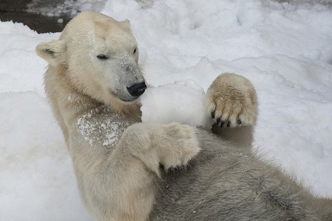 Chùm ảnh cảm động của chú gấu bắc cực tại Sở thú San Diego lần đầu tiên nhìn thấy tuyết ảnh 7