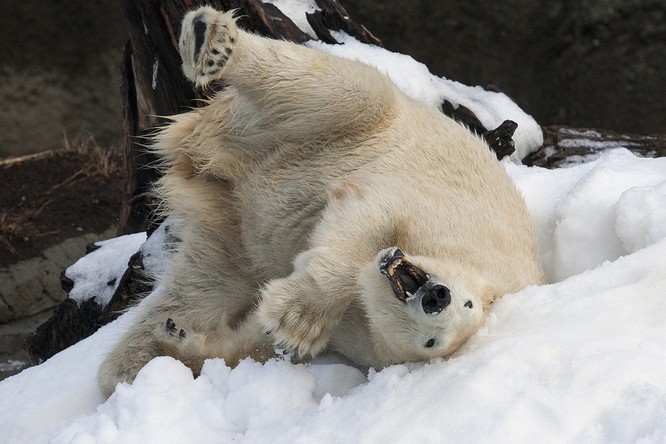 Chùm ảnh cảm động của chú gấu bắc cực tại Sở thú San Diego lần đầu tiên nhìn thấy tuyết ảnh 2