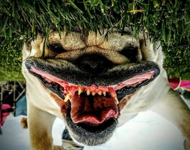 15 hình ảnh về chó Bully khiến bạn mỉm cười ảnh 11