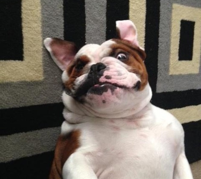 15 hình ảnh về chó Bully khiến bạn mỉm cười ảnh 7