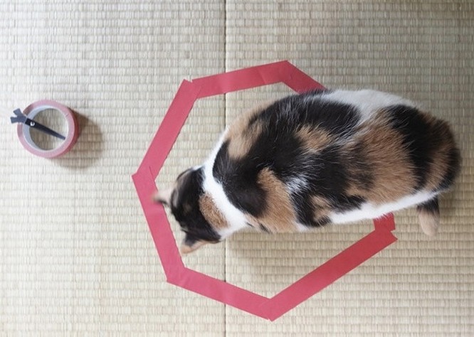 17 bức ảnh minh chứng logic cực kỳ hài hước của loài mèo ảnh 15