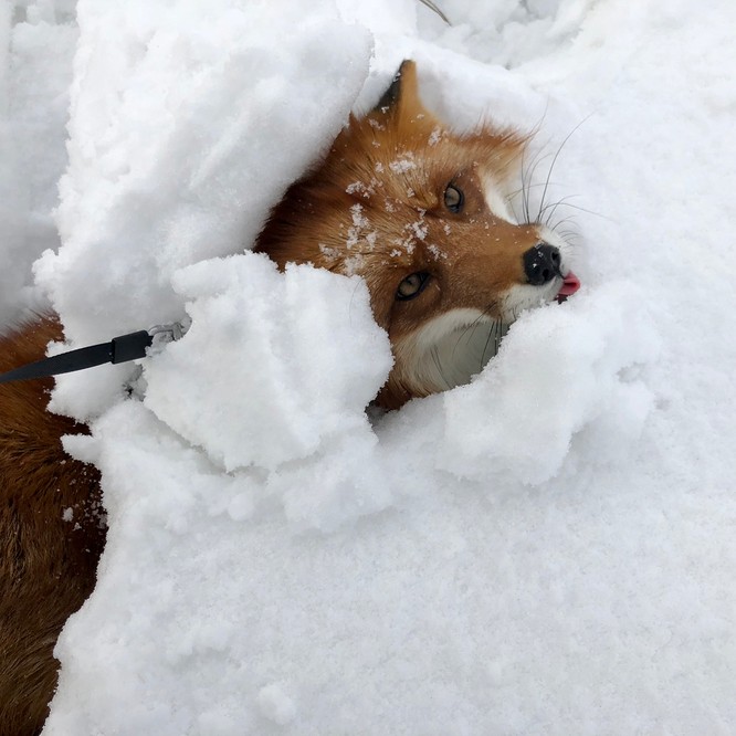 15 hình ảnh động vật trong mùa đông khiến trái tim ai cũng phải tan chảy ảnh 4