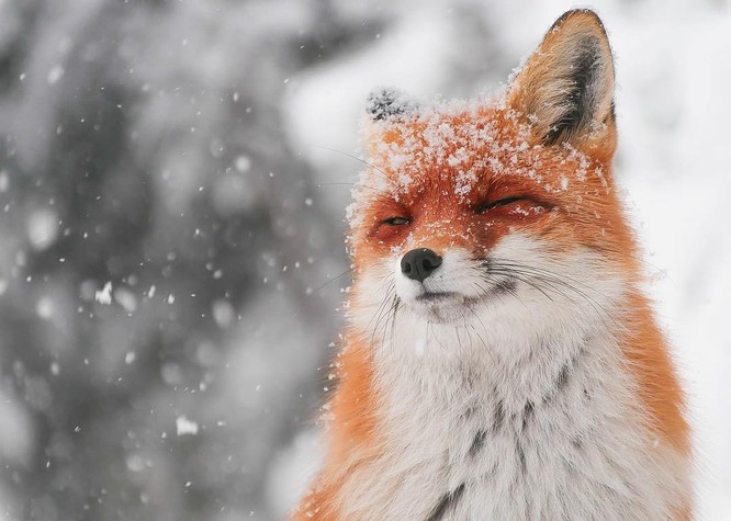 15 hình ảnh động vật trong mùa đông khiến trái tim ai cũng phải tan chảy ảnh 13