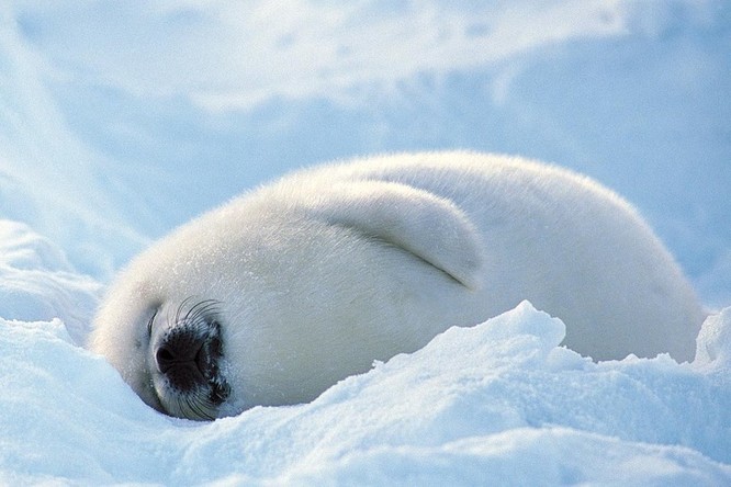15 hình ảnh động vật trong mùa đông khiến trái tim ai cũng phải tan chảy ảnh 8