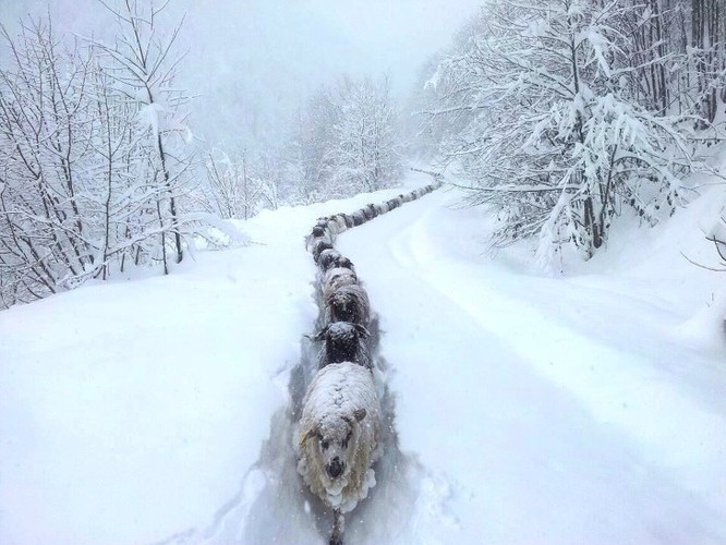 15 hình ảnh động vật trong mùa đông khiến trái tim ai cũng phải tan chảy ảnh 5