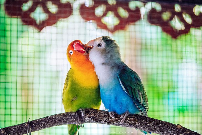 Káº¿t quáº£ hÃ¬nh áº£nh cho 20-animal-couples-that-prove-love-does-exist