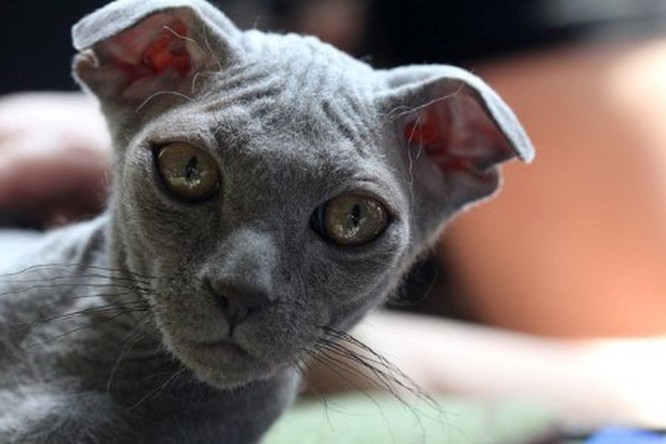 Top 10 giống mèo kỳ lạ nhất hành tinh ảnh 8
