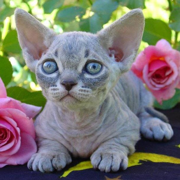 Top 10 giống mèo kỳ lạ nhất hành tinh ảnh 3