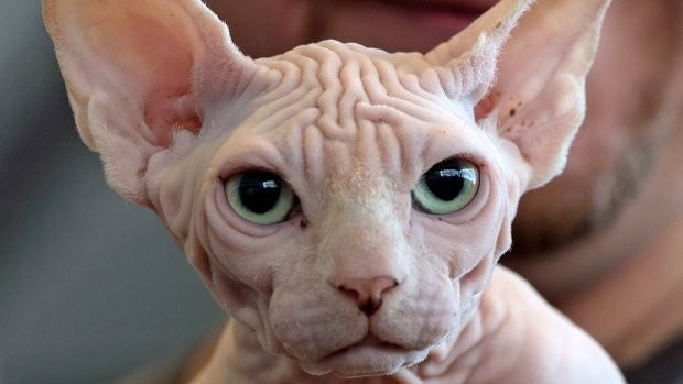 Top 10 giống mèo kỳ lạ nhất hành tinh ảnh 10