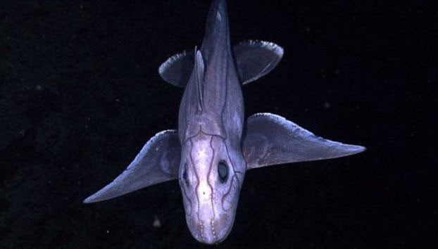 Top 10 quái vật biển đáng sợ nhất hành tinh ảnh 10