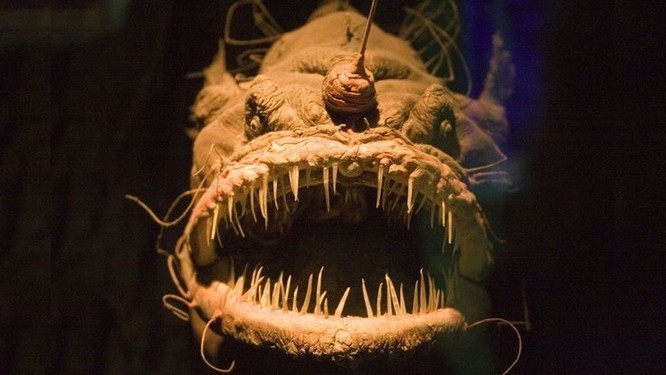 Top 10 quái vật biển đáng sợ nhất hành tinh ảnh 5