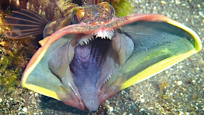 Top 10 quái vật biển đáng sợ nhất hành tinh ảnh 8