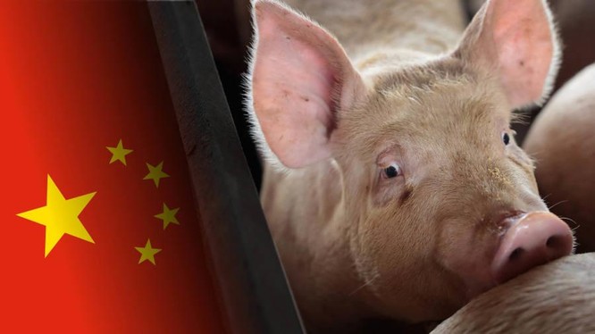 Tại sao các công ty công nghệ Trung Quốc tham gia vào lĩnh vực chăn nuôi heo? ảnh 4