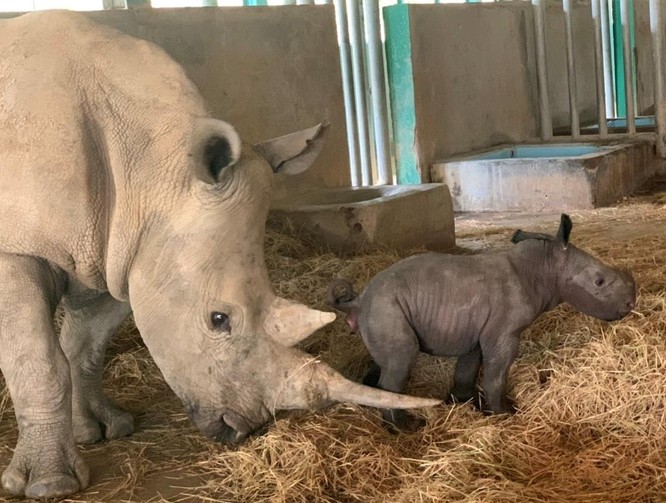 Cá thể tê giác trắng châu Phi đầu tiên chào đời tại Vinpearl Safari Phú Quốc ảnh 1