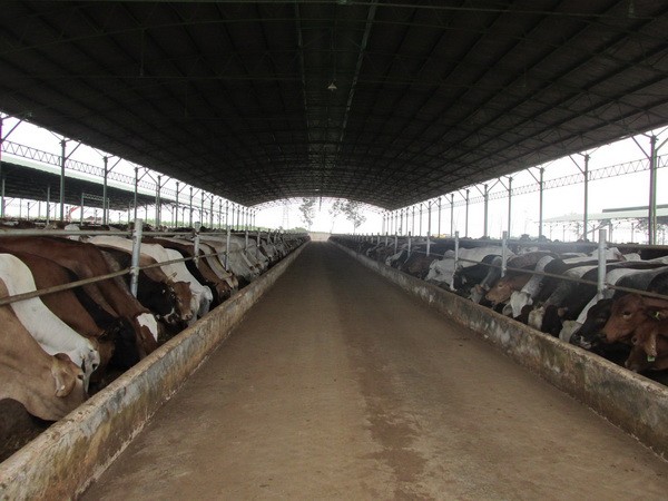 HAG “trả nợ trước hạn” cho dự án chăn nuôi bò tại Gia Lai? ảnh 1